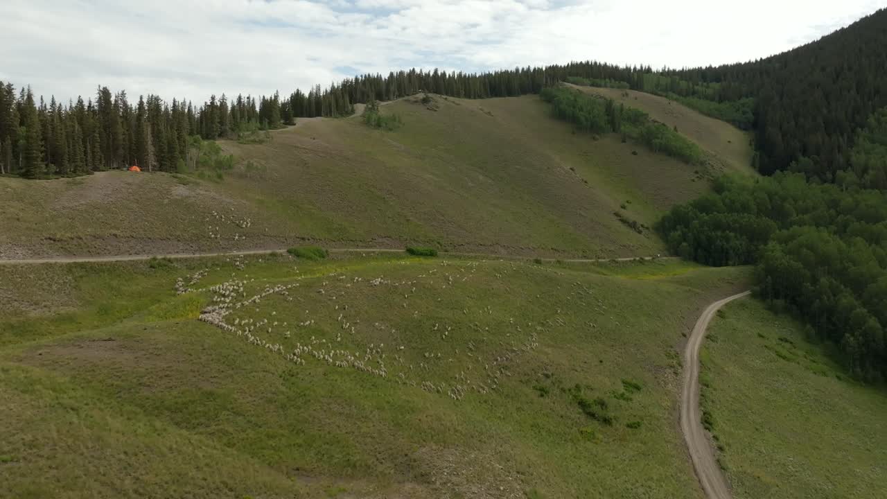 Telluride Colorado hundreds of sheep herd farming ranchland aerial drone summer Last Dollar Road Mount Sneffels Wilderness San Juan Rocky Mountains Range airport Uncompahgre Forest zoom parallax left
