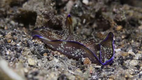 Un-Colorido-Nudibranquio-Con-Escudo-De-Cabeza-Deslizándose-Sin-Esfuerzo-A-Lo-Largo-De-Un-Arrecife-De-Arena-Negra