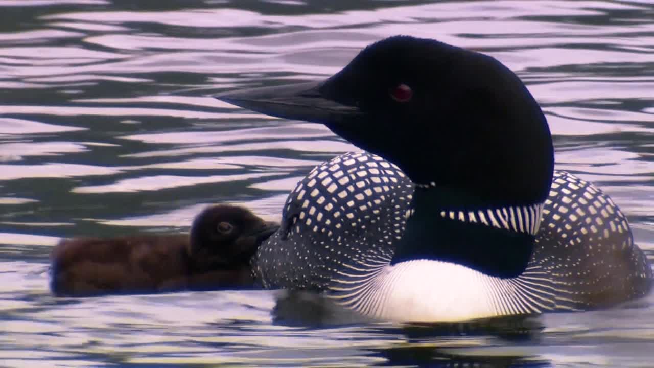 2013년 병아리와 함께 수영하는 커먼 아비(gavia immer)