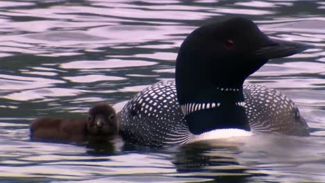 Common-Loon-(Gavia-Immer)-Nadando-Con-Pollito-En-La-Espalda-2013