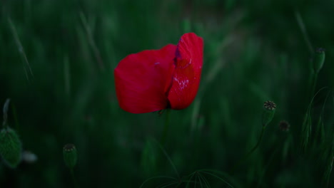 flor de amapola roja de primer plano floreciendo en el campo de hierba verde. una planta de papaver crece