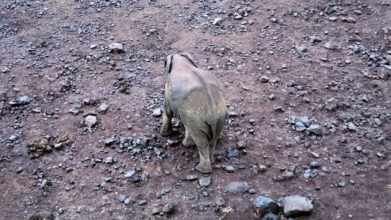 Carrellata di un elefante che allatta il suo piccolo in Kenya, Parco Nazionale di Aberdare