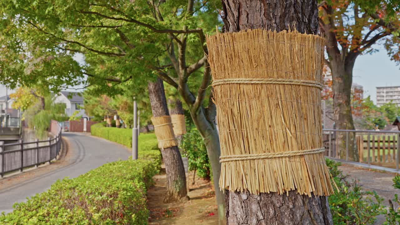 Pine trees wrapped in traditional komomaki straw mats stand along a park path next to a residential road