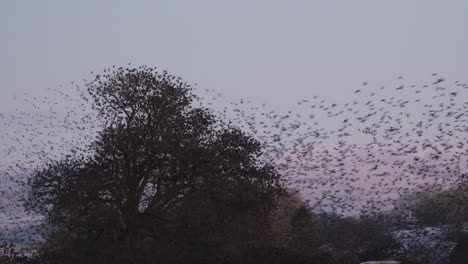 Thousands-of-starlings-perching-on-tree-taking-off-as-one-massive-flock