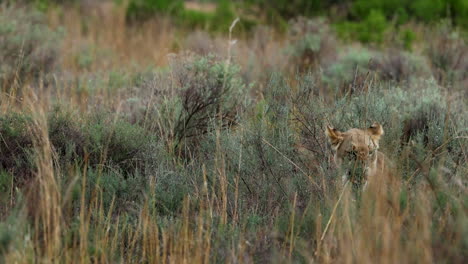 lioness lying down in thick brush gives big yawn, telephoto slomo