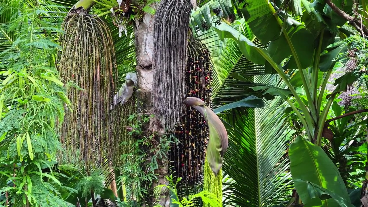 Rekaman jarak dekat gugusan buah beri liar yang menggantung di pohon di Pulau Cagraray, Bacacay, Albay, Filipina. Vegetasi tropis alami dan buah-buahan yang tumbuh di lingkungan pulau pedesaan