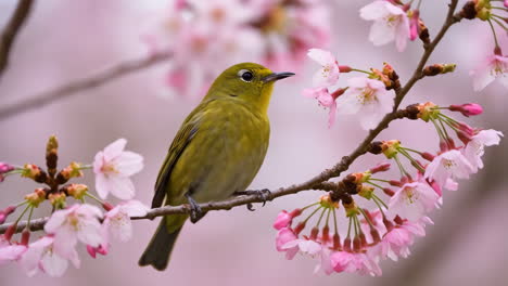 japanese white-eye bird with cherry blossoms