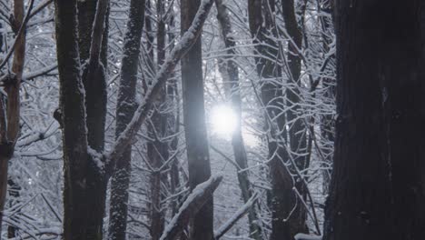 Looking-through-forest-blanketed-in-freshly-fallen-snow