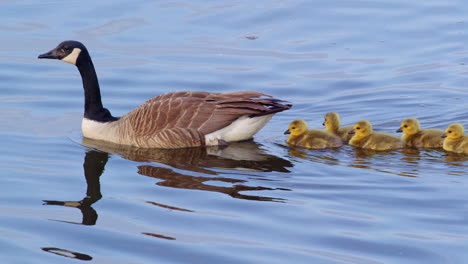 tiny geese wobble and splash through their first experiences in slow motion.