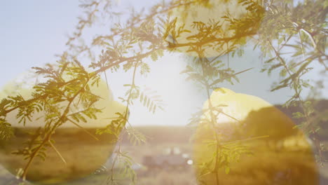 sunlit tree branches with animation in foreground, blurred landscape in background