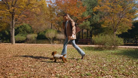 excited caucasian woman running with her toy poodle dog on leash in autumn park with colorful yellow orange foliage - profile dolly shot, slow motion