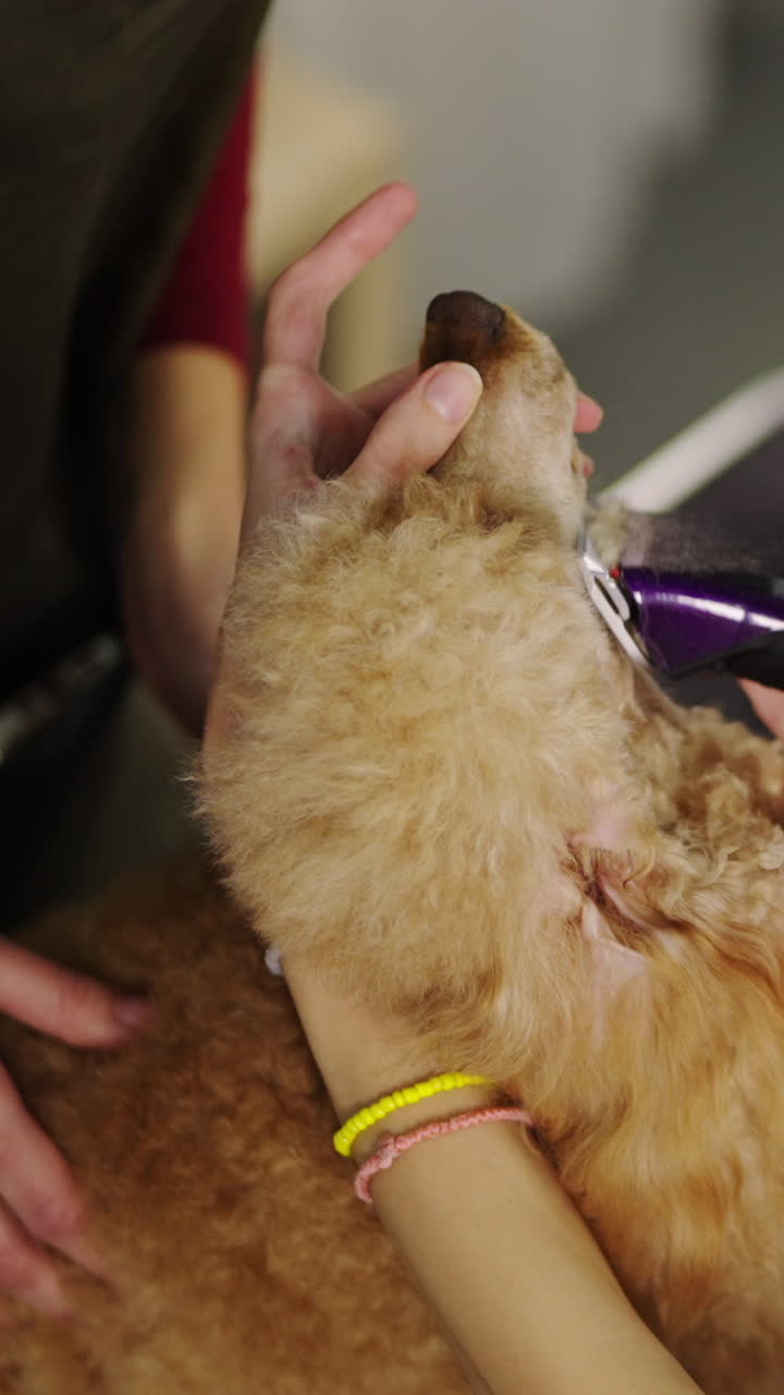 Close-up of a Poodle Dog Getting Groomed with an Electric Clipper