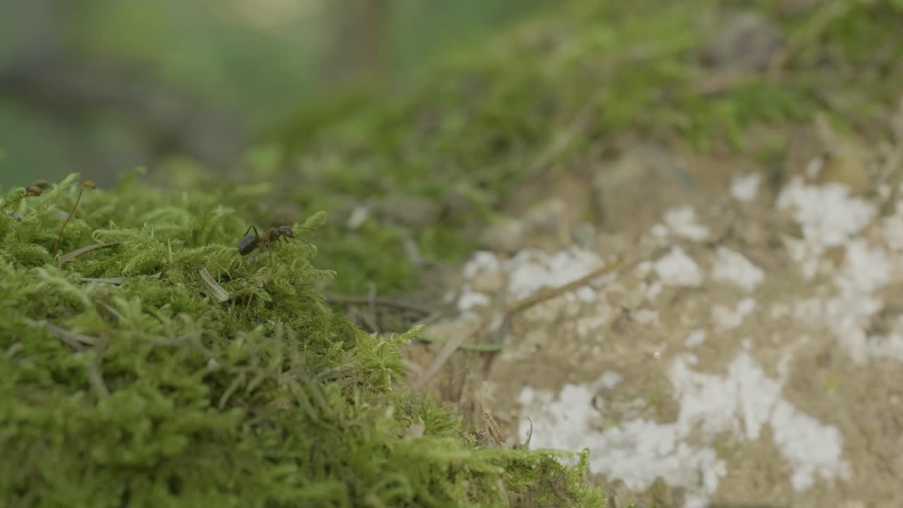 모스로 인 나무 질에 있는 개미