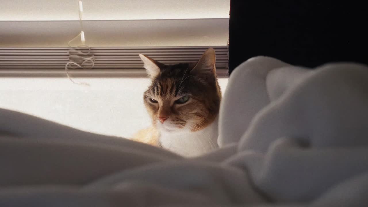 실내 환경에서 고양이가 주변을 주의 깊게 관찰하여 가정의 동반자 및 호기심의 개념을 예시합니다.