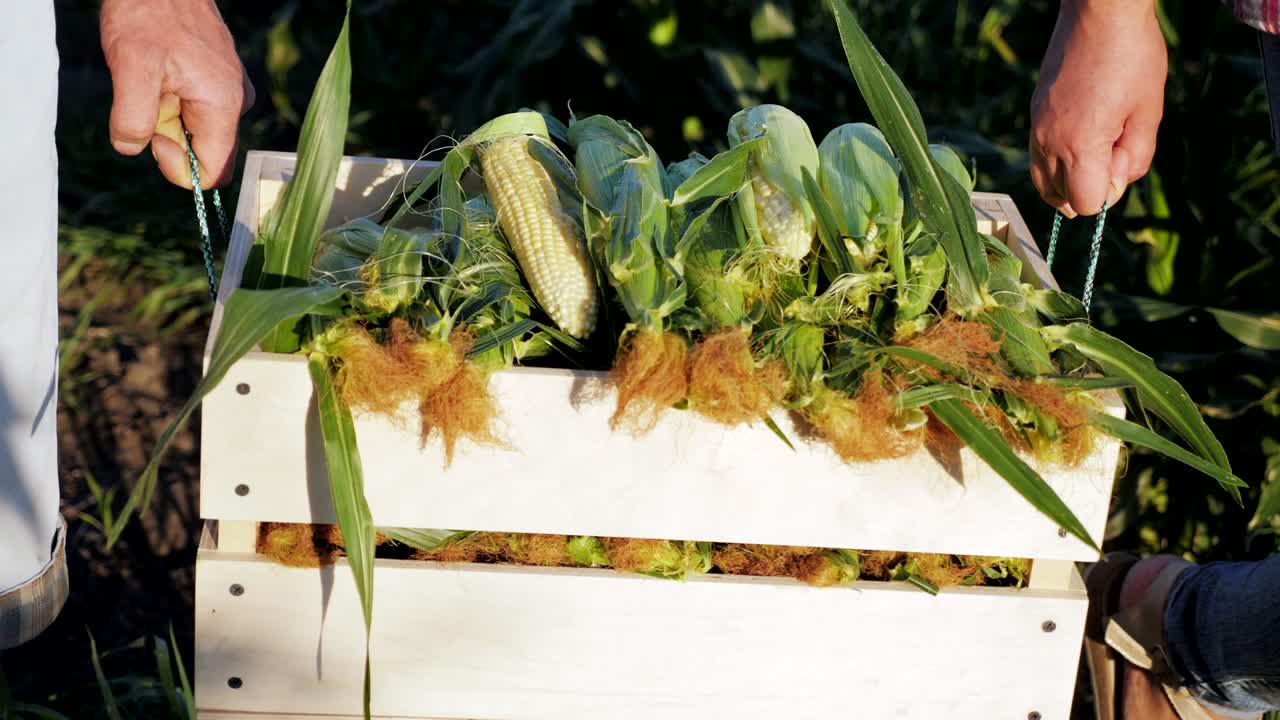 Two farmers carry corn in a wooden box