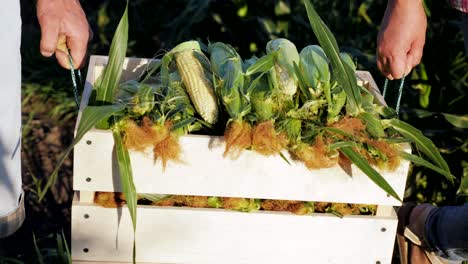 two farmers carry corn in a wooden box