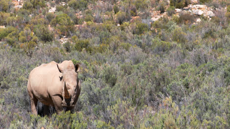 rhinoceros standing on a grassland 4k