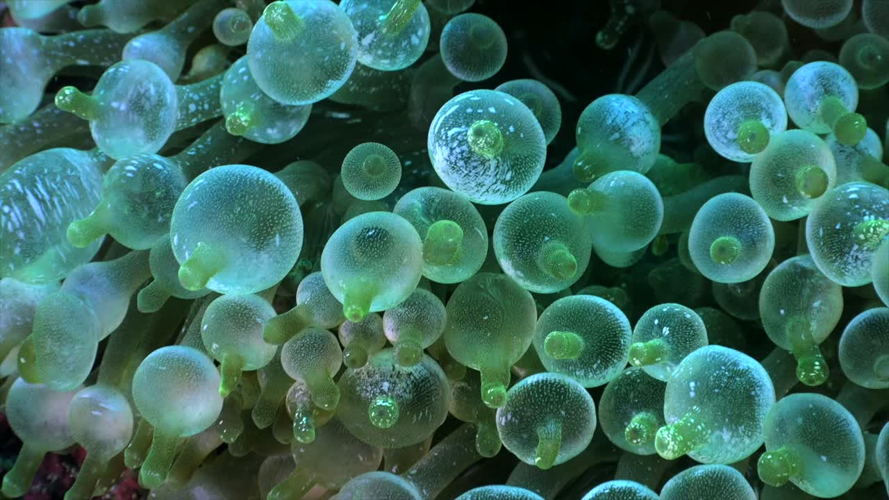 Bubble anemone super close up