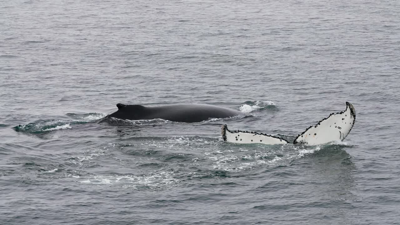 Humpback Whale Couple Swimming in Cold South Pacific Ocean Water, Slow Motion