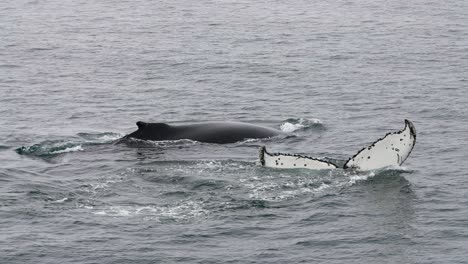 humpback whale couple swimming in cold south pacific ocean water, slow motion