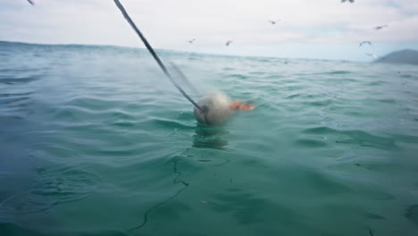 shark bait is reeled in from boat as the cage diver films below the water