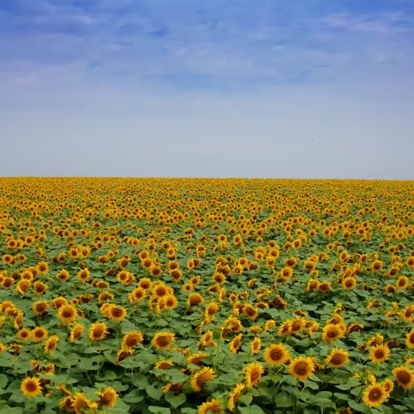 immense sunflower field on sunny day. huge agricultural field against the blue skies backdrop. drone shot