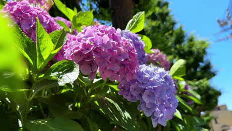 vibrant hydrangeas bloom under the bright summer sun with lush green foliage