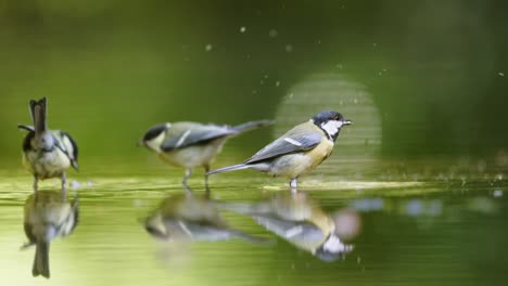 great tits drinking at a pond