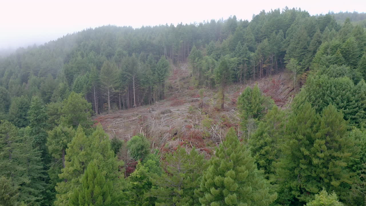 紅木樹的清理部分 無人機空中側邊