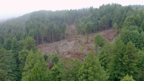 Kahl-Geschnittener-Abschnitt-Von-Redwood-Bäumen-Dröhnt-Seitlich-Aus-Der-Luft