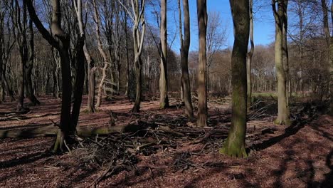 silhouette of bare trees under the blue sky