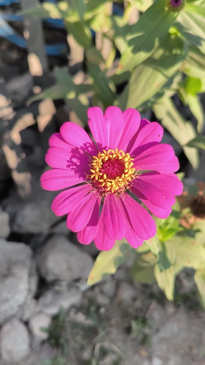 Vibrante fiore di zinnia rosa che sboccia in un giardino soleggiato.