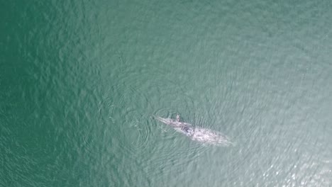 mum and calf playing on the surface in guerrero negro, baja california sur, mexico