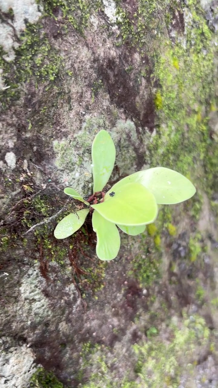 Piccola pianta verde che cresce su roccia muschiosa