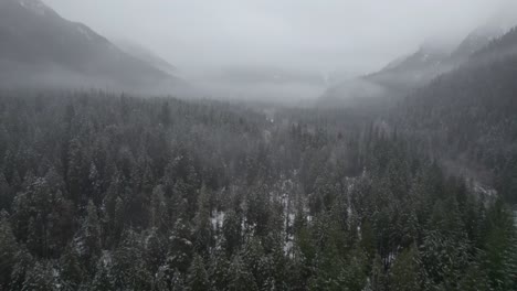 aerial shot of evergreen fir tree forest revealing mountains in fog