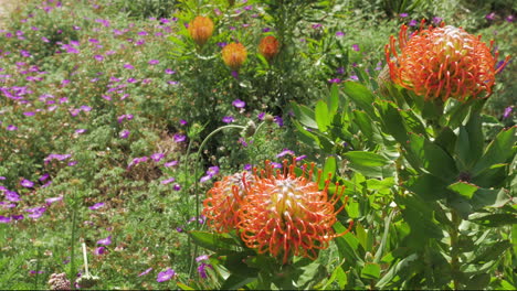 orange pincushion flower swaying in wind