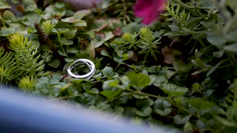 un anillo de bodas rodeado de exuberantes plantas verdes