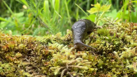 Nahaufnahme-Einer-Bananenschnecke,-Die-über-Etwas-Moos-In-Alaska-Sickert