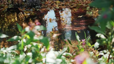 shot of a mountain creek with crystal clear water running in amazing green forest