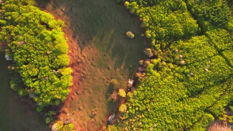 vista aérea de arriba hacia abajo de árboles vibrantes encabeza el bosque en el bajo tatra, eslovaquia