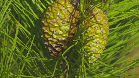 Close-Up-Aleppo-Pine-Cones-On-A-Bright-Sunny-Day