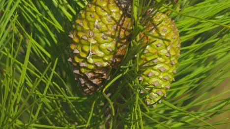 cerrar piñas de pino carrasco en un día soleado