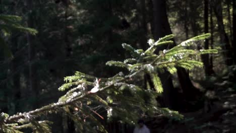 closeup of a pine branch in a forest