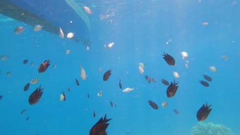 school of colorful fish slowly swimming over coral reef