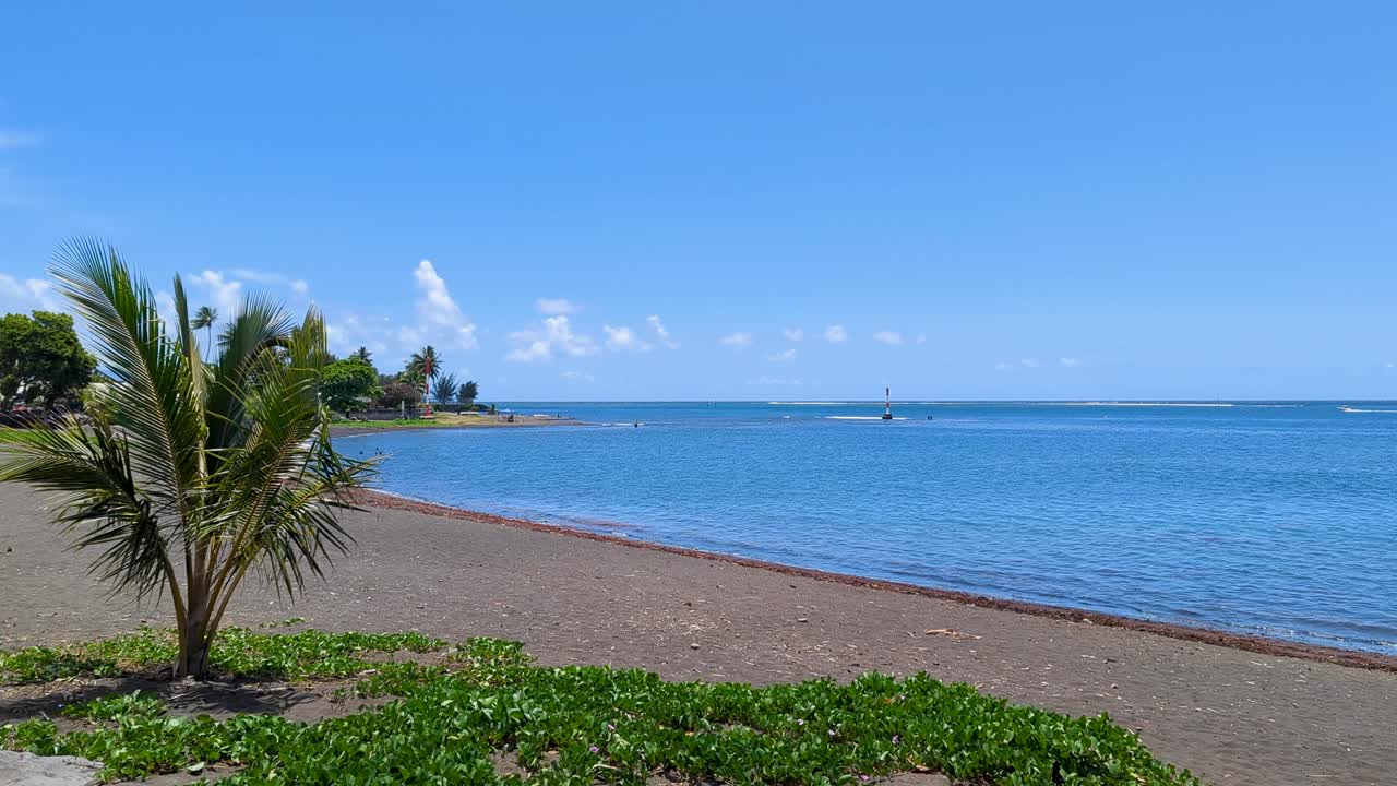 Serene Tropical Beach with Dark Sand and Palm Trees