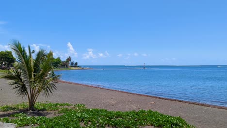 serene tropical beach with dark sand and palm trees