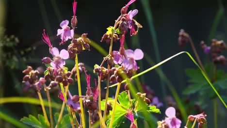 abeja revoloteando alrededor de hermosas flores en flor en primavera