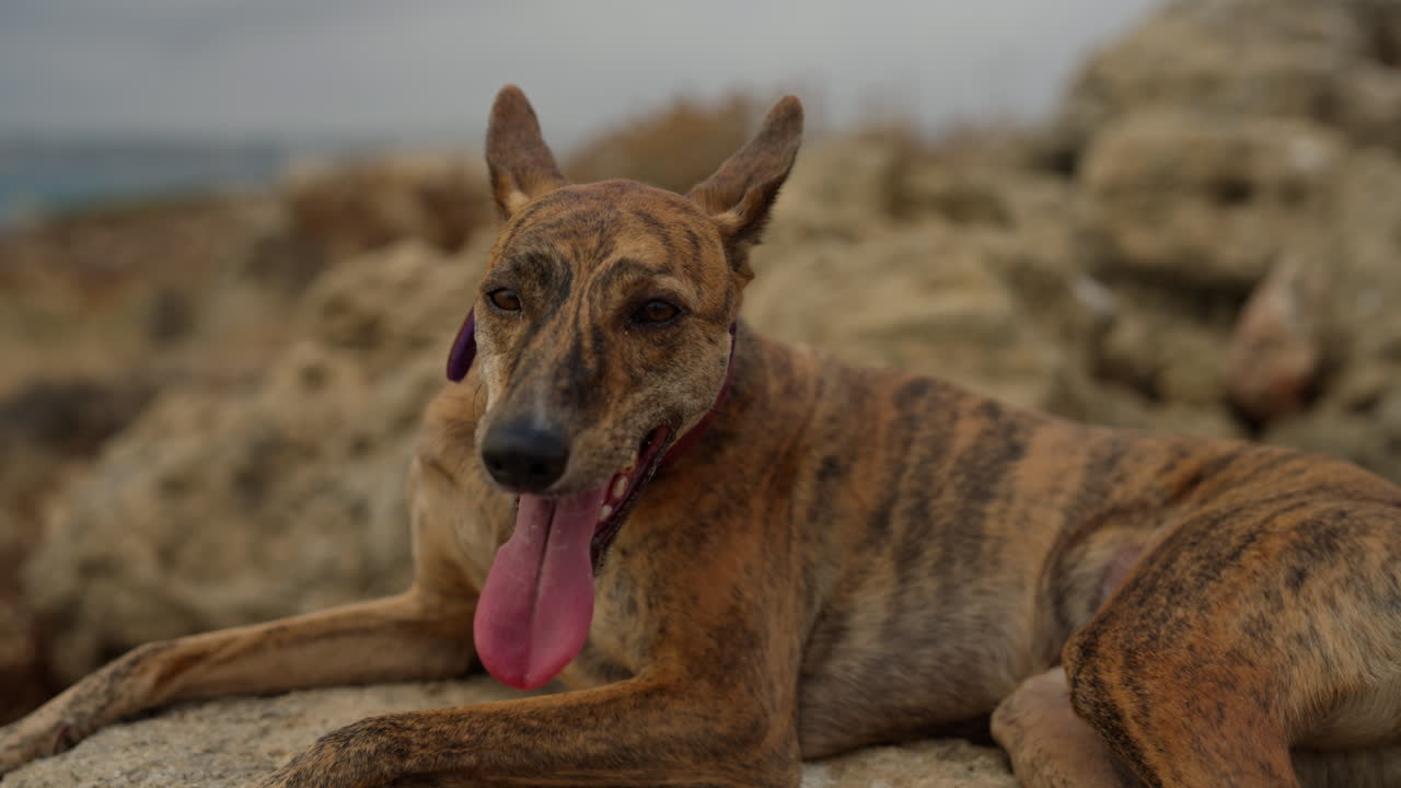 Brindle Dog Relaxing on Rocks by the Beach