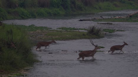 A-herd-of-spotted-deer-running-and-jumping-off-a-bank-into-a-river-in-the-early-morning