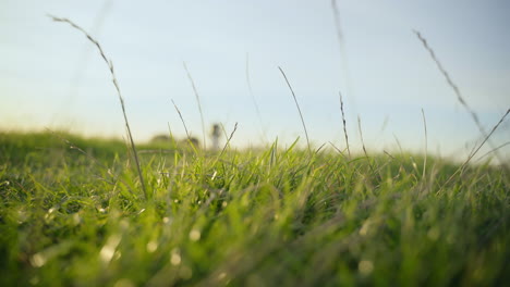 primer plano de la hierba verde en un campo